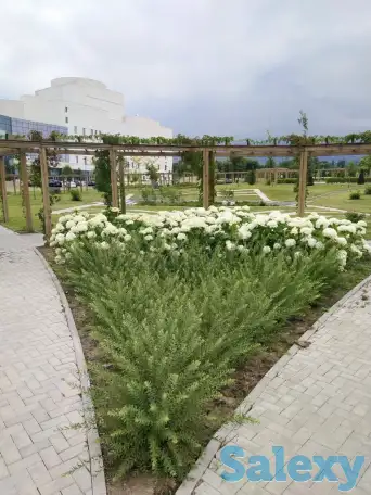 Ландшафтные работы. Озеленение., фотография 9