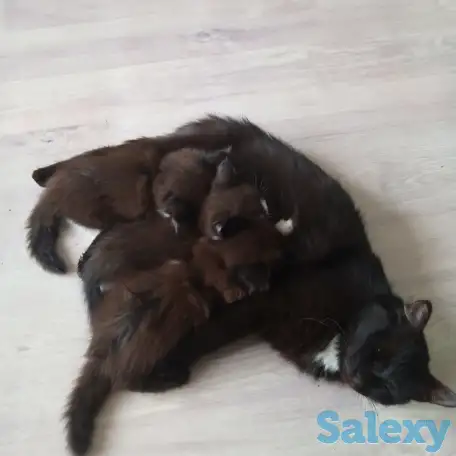 котята, фотография 1