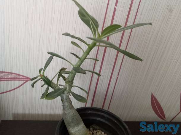 Адениум, фотография 2