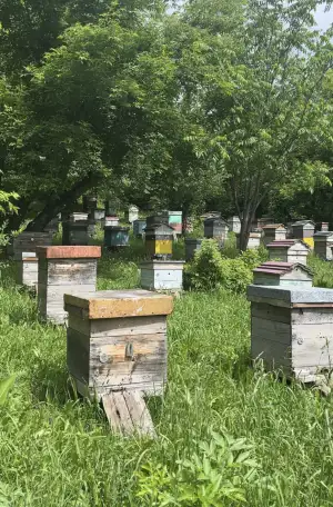 Пчелопакеты и пчелосемьи, фотография 3