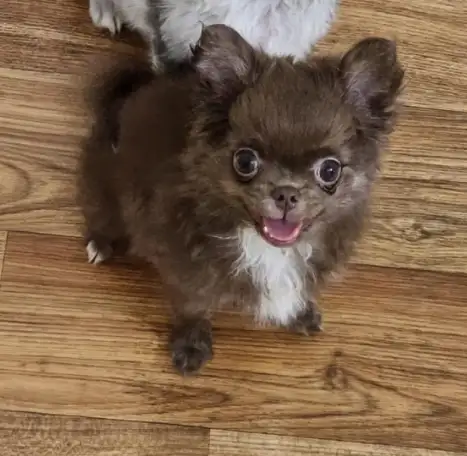 Щенок чихуахуа Длиношерстная, фотография 1