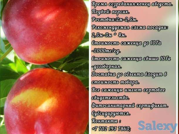 Саженцы нектарина  Fantasy (Фантазия) Сербия, фотография 1