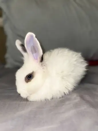 Продаю Кролика!, фотография 2