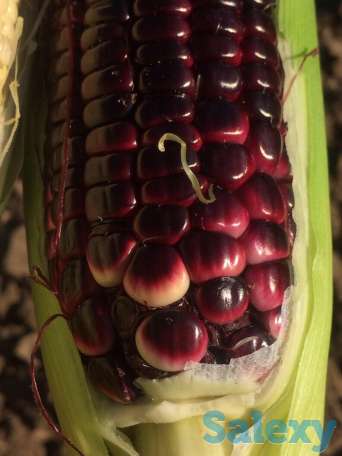 Рассада кукурузы, фотография 2