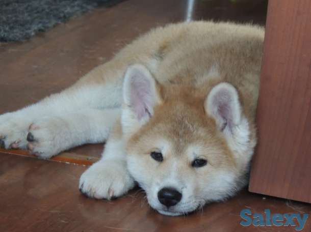 щенки акита ину, фотография 5