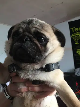 продам мопса ему 3 года, фотография 1