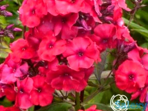 Флокс метельчатый Юлиглут, фотография 1