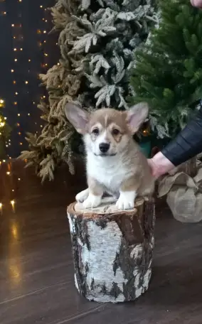 Пр щенки вельш корги пемьрок, фотография 1