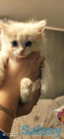 Котята, фотография 1