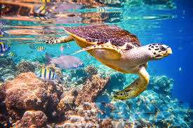 Египет, страна сфинксов и фараонов, зимой и летом одним цветом — цветом бирюзового моря!, фотография 2