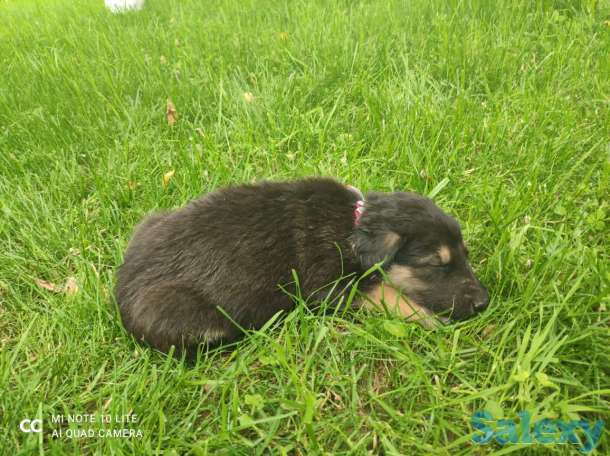 Щенки овчарки, фотография 10