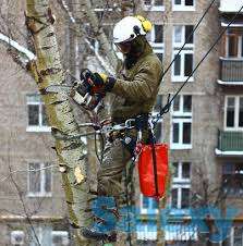 Спил деревьев, фотография 7