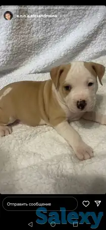 Продажа стаффорда, фотография 1