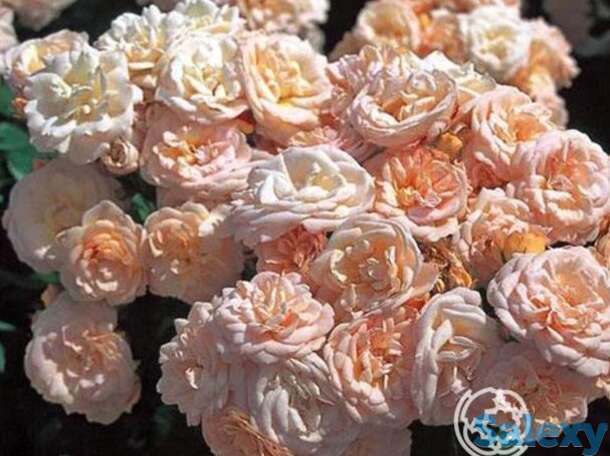 Роза бордюр накрэ, дельбар, фотография 1