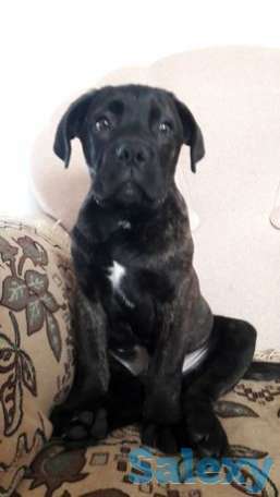 Продам, фотография 1