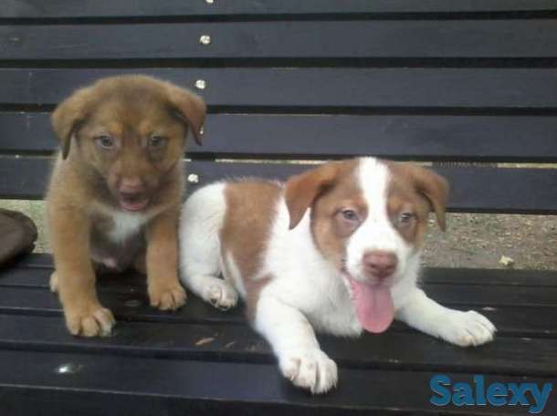 Щенки в хорошие руки!, фотография 1