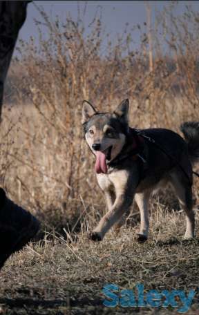 Отдам собаку, фотография 10