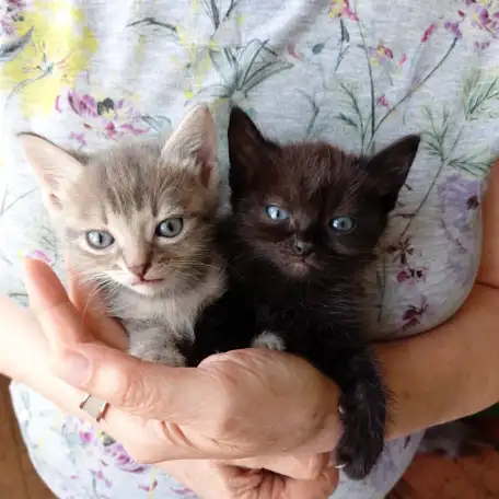 Котята, фотография 3