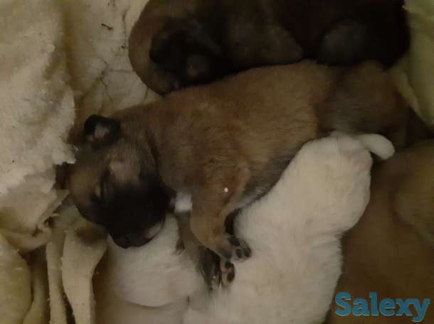 Продам щенка, фотография 1