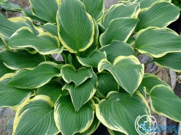 Хоста Еллоу ривер (ML), фотография 1