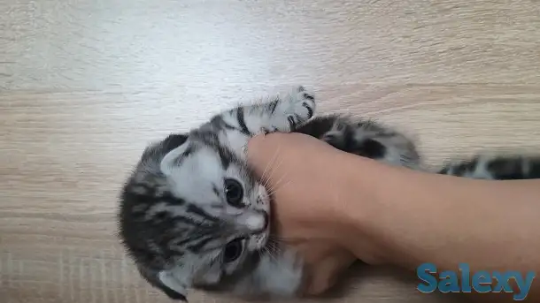 Продам шотландских котят, фотография 5