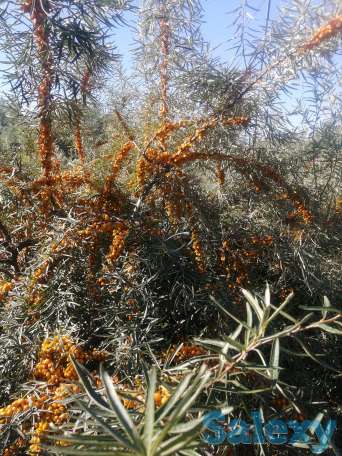 Облепиха местная, фотография 2