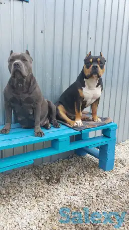 Продам щенков Американского булли Pocket, фотография 2