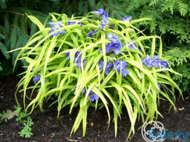 Традесканция свит кейт, фотография 1