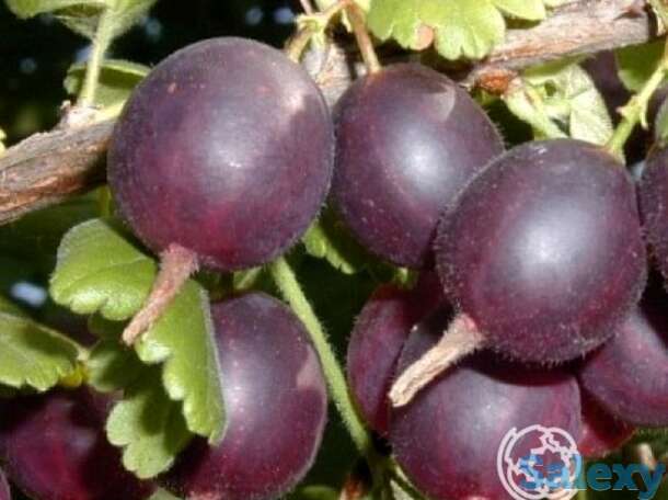 Крыжовник Арлекин, фотография 1