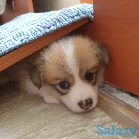 Продам щенков вельш корги пемброк, фотография 3