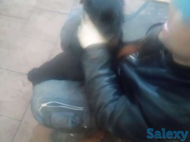 Продам щенка 3-х мес. Суку ротвейлер, фотография 8