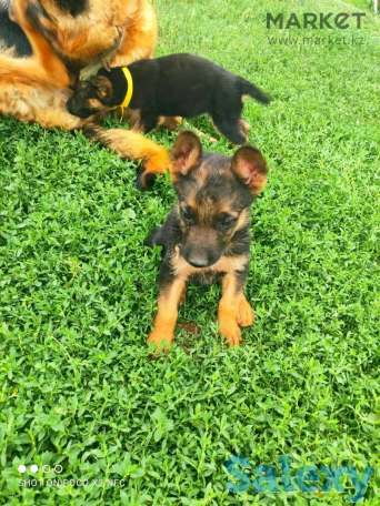 Щенята немецкой овчарки, фотография 1
