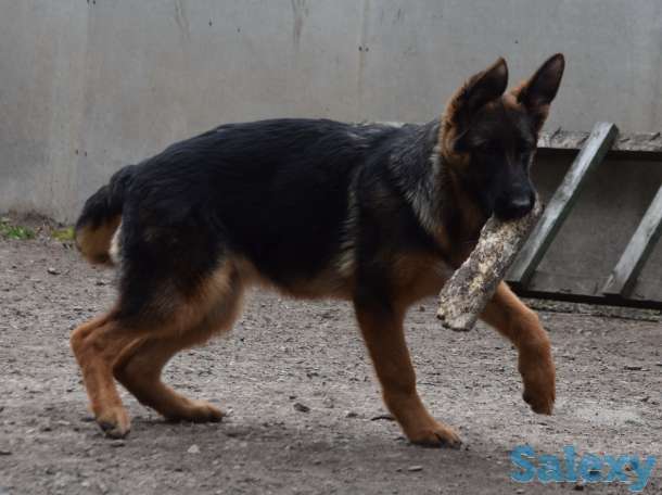 Щенки немецкой овчарк, фотография 1