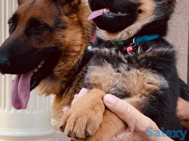 Породистые щенки немецкой овчарки, фотография 7