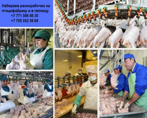Компания ПРO работа ищeт разнорабочих на работу в птицефабрикy и теплицу, фотография 2
