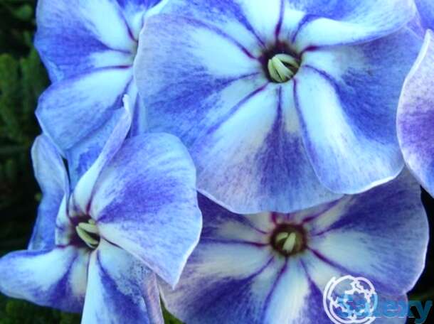 Флокс метельчатый юник олд блу, фотография 1