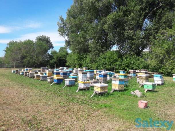 Продаем оптом мед, фотография 2