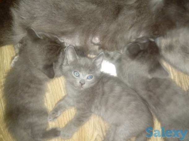 Продам котят, фотография 1