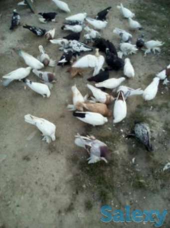 Голуби разные, фотография 1