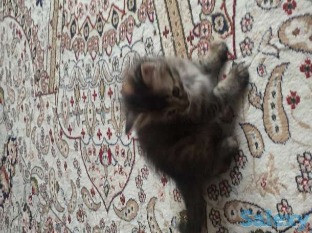 Отдам котёнка даром, фотография 1