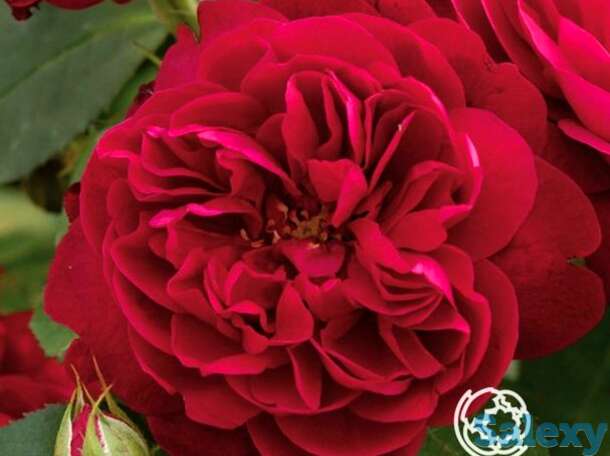 Роза дарси басселл, д.остин кустарниковая, фотография 1