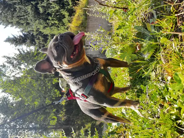 Продам щенка французского бульдога, фотография 6