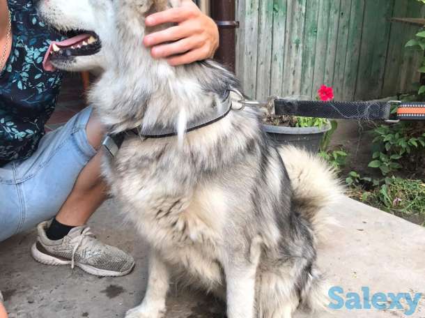 Продам маламута девочку, фотография 1