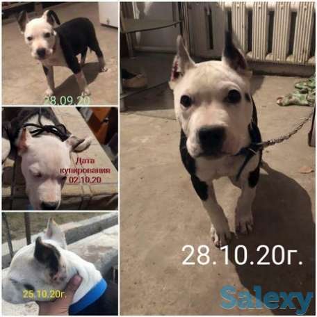 Купирование щенков, фотография 1