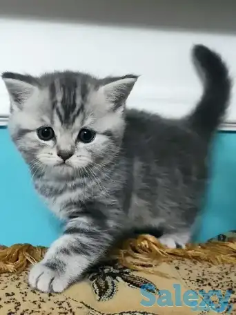 Котята скоттиш фолд и скоттиш страйт, фотография 3