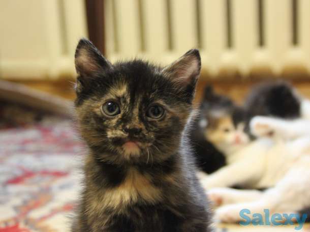 Отдам котят в хорошие руки, фотография 4