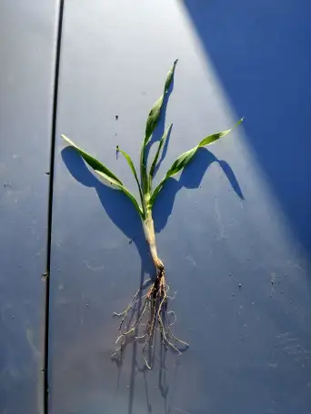 Продаю Ячмень Сорт Атлин Канадский В Меркенском районе, фотография 10