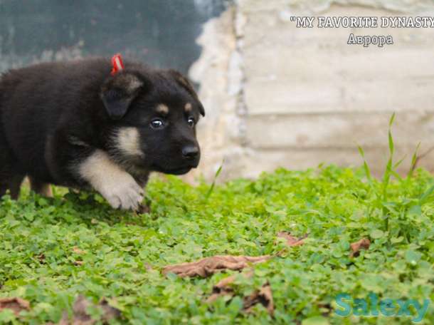 Щенки Восточноевропейской овчарки, фотография 12