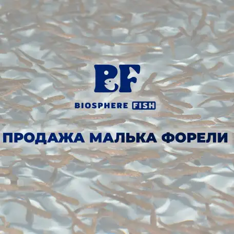 Малек, мальки, сеголетки радужной форели., фотография 1