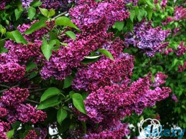 Сирень памяти людвига шпета, фотография 1